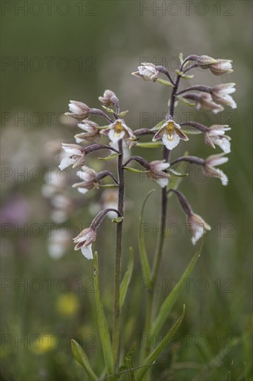 Marsh helleborine (Epipactis palustris), Emsland, Lower Saxony, Germany, Europe