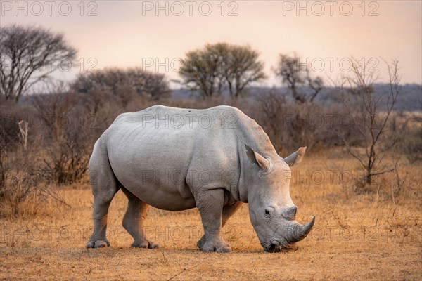 Southern white rhinoceros (Ceratotherium simum simum), rhino at sunset, Khama Rhino Sanctuary, Serowe, Botswana, Africa