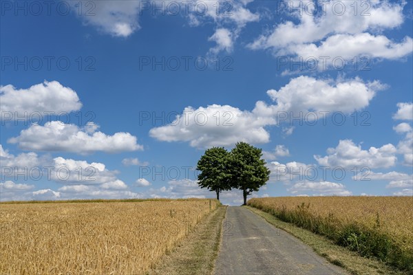 Field path, grain field, trees, blue sky, slightly cloudy, landscape in East Westphalia-Lippe, near Dahl, North Rhine-Westphalia, Germany, Europe