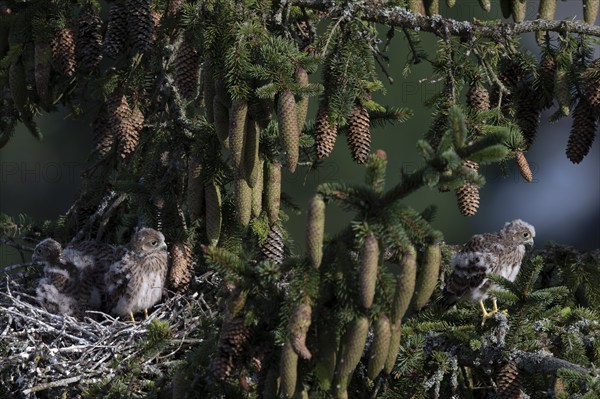 Common kestrel (Falco tinnunculus) at the nest with young birds, Daun, Eifel, Rhineland-Palatinate, Germany, Europe