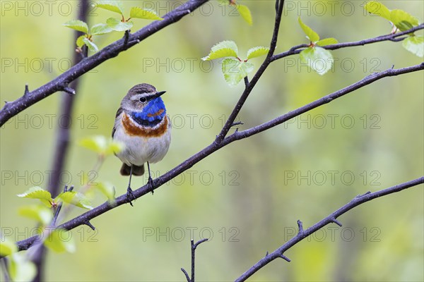 Red-throated Bluethroat or Tundra Bluethroat (Luscinia svecica), adult male sitting on a branch, Varanger, Finnmark, Norway, Europe