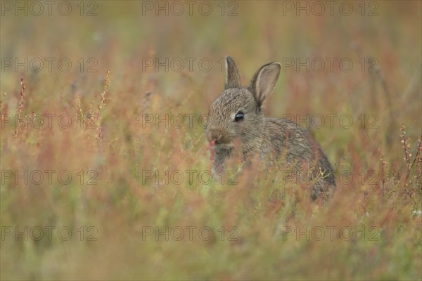 Rabbit (Oryctolagus cuniculus) juvenile baby animal feeding amongst red flowers on grassland, Suffolk, England, United Kingdom, Europe