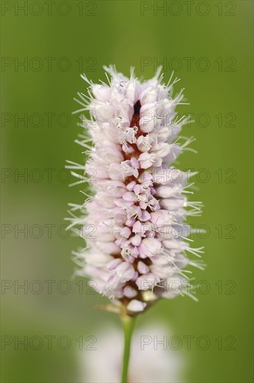 Meadow knotweed (Bistorta officinalis, Persicaria bistorta), inflorescence, North Rhine-Westphalia, Germany, Europe