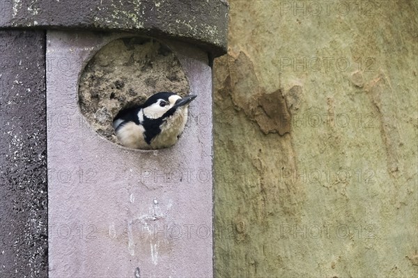 Great spotted woodpecker (Dendrocopos major), female, peeping out of a round hole in a nesting box, Hesse, Germany, Europe