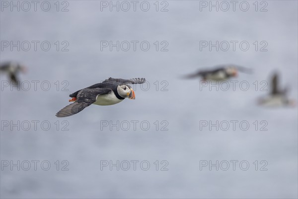 Puffin (Fratercula arctica), in flight, Grimsey Island, Iceland, Europe