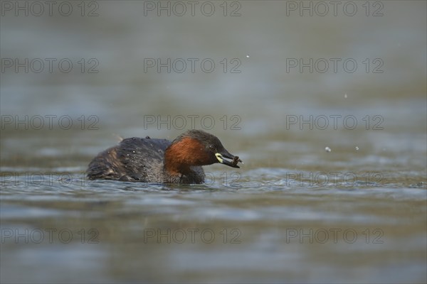 Little grebe (Tachybaptus ruficollis) adult bird feeding on a lake, Derbyshire, England, United Kingdom, Europe