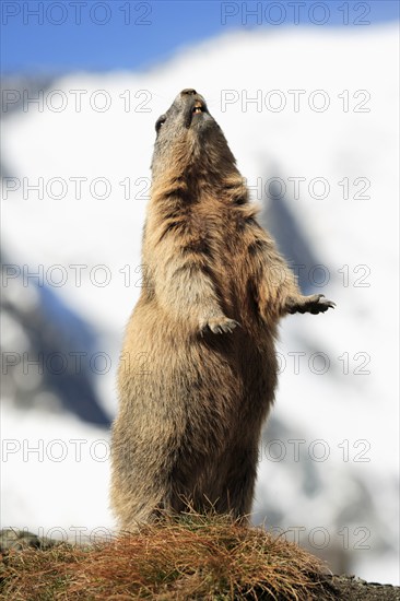 Alpine marmot (Marmota marmota), adult, calling, alarm call, Großglockner massif, Hohe Tauern National Park, Austria, Alps, Europe