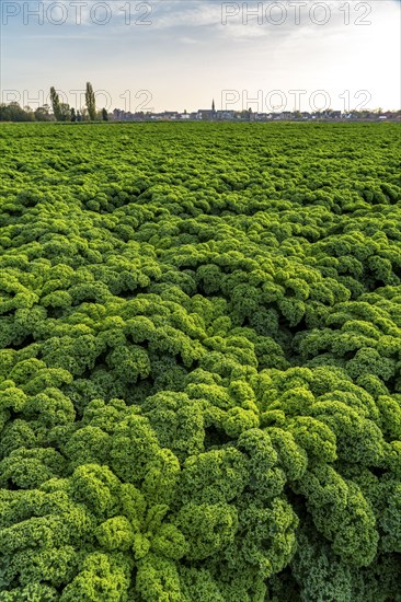 Kale field, growing area in the south of Düsseldorf, Volmerswerth district, on the Rhine, North Rhine-Westphalia, Germany, Europe