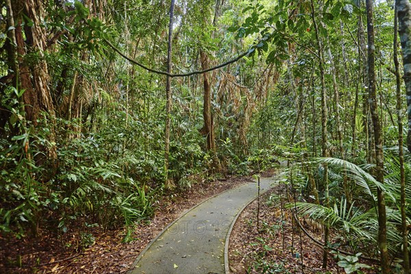 Landscape a little walking path going through a rainforest in spring, Jumrum Creek Conservation Park, Kuranbda, Queensland, Australia, Oceania