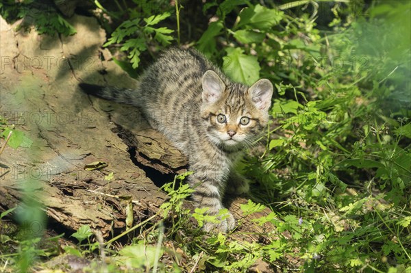 A striped kitten in the forest, looking curiously, wildcat (Felis silvestris), kittens, Germany, Europe