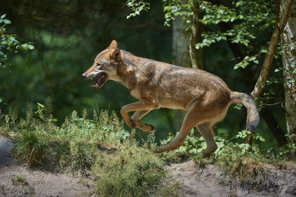 Gray wolf (Canis lupus), jumping in the forest, on a sandy hill, surrounded by green leaves and trees, summer, Germany, Europe