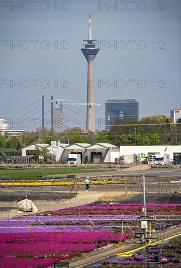 Nursery, plant breeding, ornamental plants grow in flower pots, outdoors, Düsseldorf-Volmerswerth, Germany, Europe