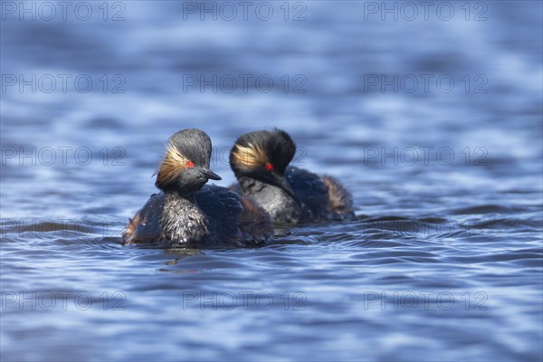 Black necked grebe (Podiceps nigricollis) two adult birds in breeding plumage on a lake, Yorkshire, England, United Kingdom, Europe