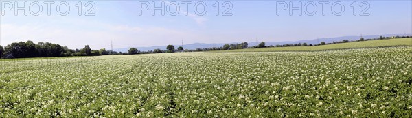 Flowering potato field near Mutterstadt, Rhineland-Palatinate
