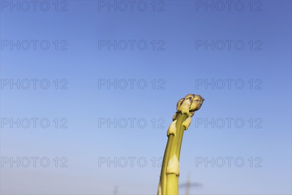 Green asparagus in the field against a blue sky