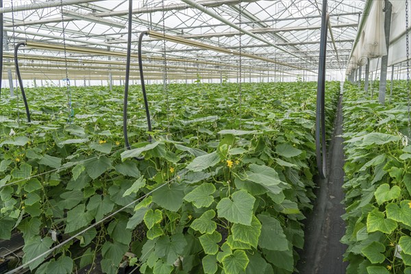 Cultivation of mini cucumbers, snack cucumbers, in a greenhouse, near Straelen, North Rhine-Westphalia, Germany, Europe