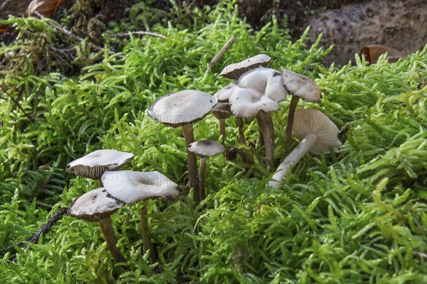 Several long-stemmed scented funnels (Clytocybe fragans) on mossy ground, Baden-Württemberg, Germany, Europe