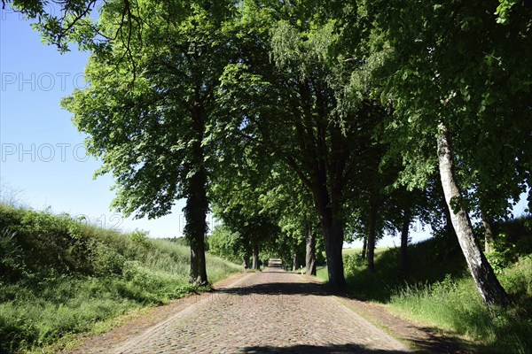 Europe, Germany, Mecklenburg-Western Pomerania, old avenue with cobblestones near Kaarz, Kaarz, Mecklenburg-Western Pomerania, Germany, Europe