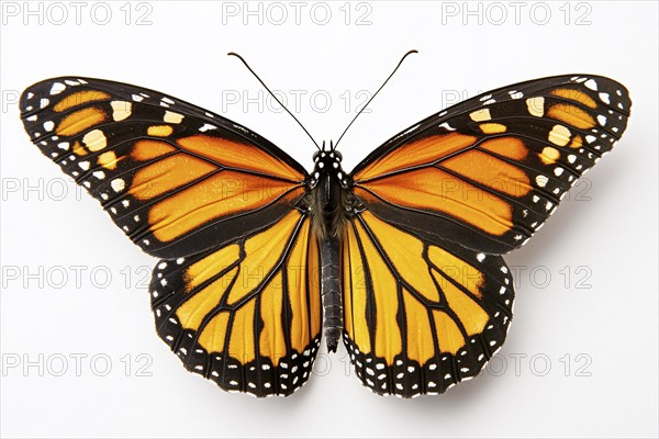 Monarch Butterfly on white background. Generative Ai, AI generated