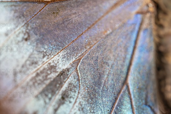 Detail of the butterfly wing of a Morpho helenor, Anaxibia morpho butterfly, Alajuela province, Costa Rica, Central America
