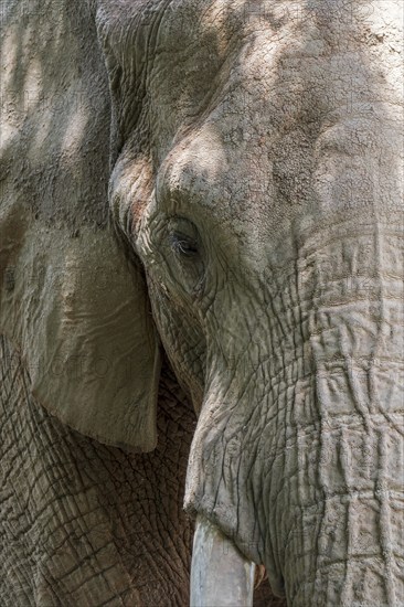 African bush elephant, African savanna elephant (Loxodonta africana) close-up portrait of head