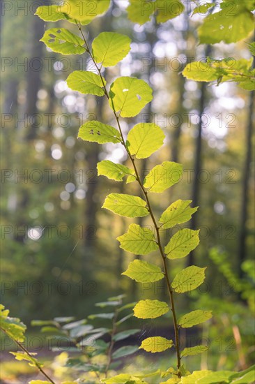 Close-up of a green leaf in the forest light, forest pasture project, compensation for Hermann Hessebahn, Gechingen, Black Forest, Germany, Europe