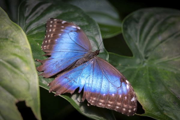 Morpho helenor, blue morpho butterfly sitting on a leaf, Alajuela province, Costa Rica, Central America
