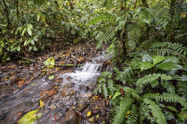 Small stream in the tropical rainforest, dense green vegetation, Laguna de Hule, Refugio Nacional de Vida Silvestre Mixto Bosque Alegre, Alajuela province, Costa Rica, Central America