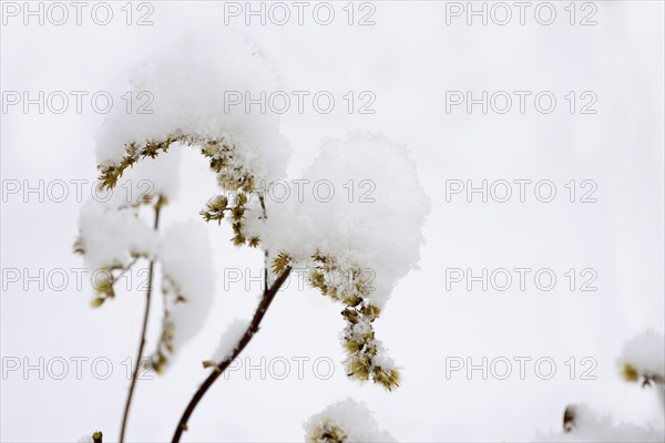Grass with Snow in a Winter Day in Locarno, Ticino, Switzerland, Europe