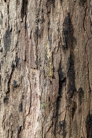 Background, texture, tree bark, Netherlands