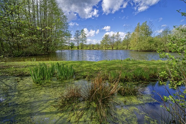 Aquatic plants in a pond in the Kirchwerder Wiesen nature reserve in Hamburg. Hamburg, Germany, Europe