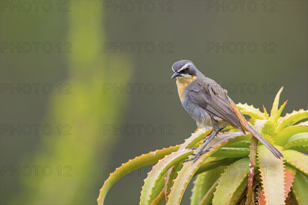 Cossypha caffra, family of flycatchers, Underberg surroundings, Underberg, KwaZulu-Natal, South Africa, Africa