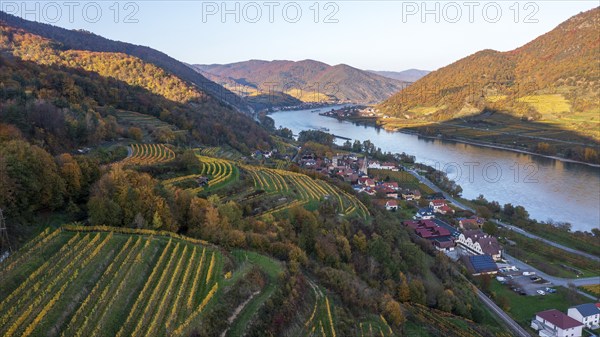 Vineyards in autumn near Schwallenbach, Wachau, Lower Austria, Austria, Europe