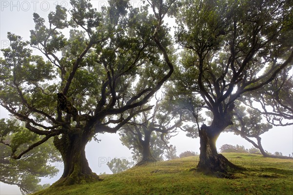 Mystisch anmutende Bäume im Nebel auf einer grünen Wiese, Lorbeerwald, Fanal, Madeira