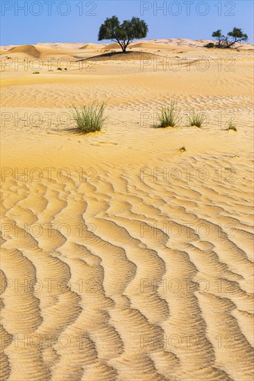 Wind-sculpted sand structure with green trees and vegetation, in the Rub al Khali desert, Dhofar province, Arabian Peninsula, Sultanate of Oman