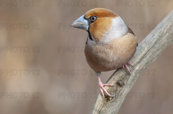 Hawfinch (Coccothraustes coccothraustes) sitting on a branch in the forest in winter. Bas-Rhin, Alsace, Grand Est, France, Europe