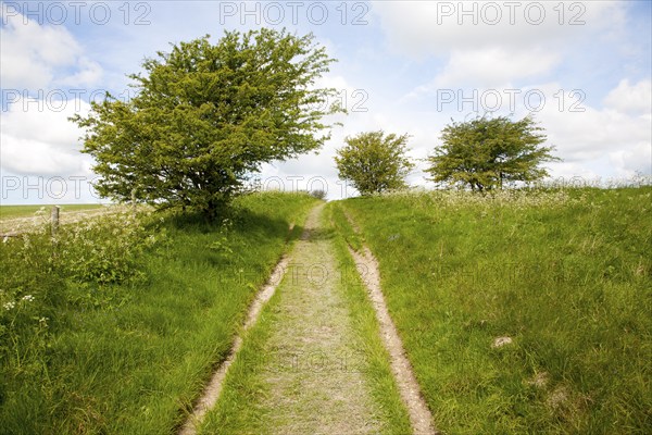 Grassy track climbing through small trees on chalk downland, All Cannings Down, near Milk Hill, Wiltshire, England, United Kingdom, Europe