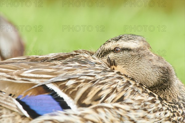 Wild duck (Anas platyrhynchos), female, portrait, tirol, Kitzbühel, Wildpark Aurach, Austria, Europe
