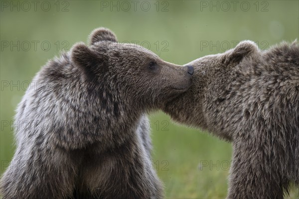 European brown bear, Karelia, Finland, Europe