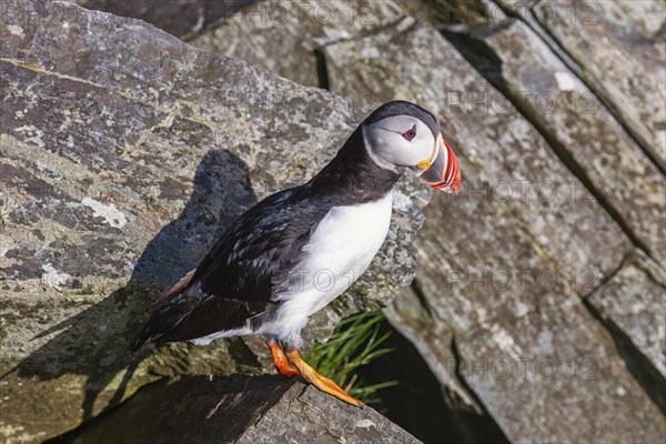 Atlantic puffin (Fratercula arctica) sitting on a rock in the sunshine, Norway, Europe