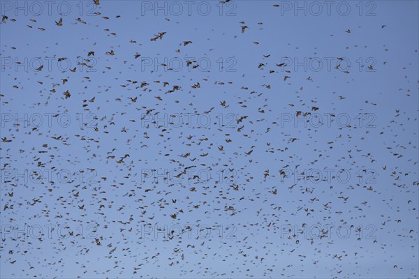 Thousands of bramblings from Scandinavia at the former military training area in Münsingen