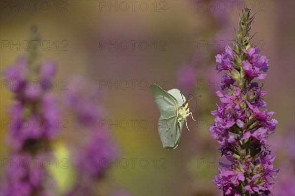 Brimstone (Gonepteryx rhamni) approaching a flower of purple loosestrife (Lythrum salicaria), Wilnsdorf, North Rhine-Westphalia, Germany, Europe