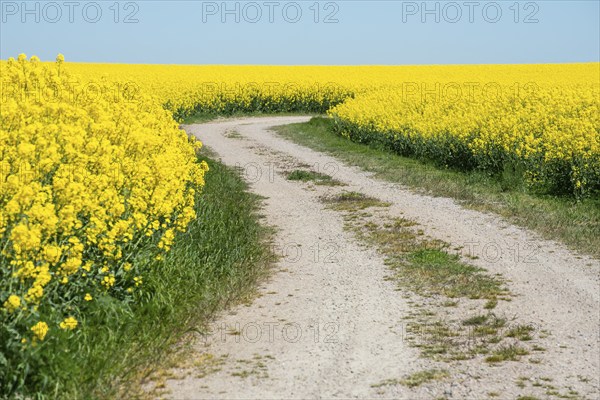 Gravel road through fields with rapeseed in Skurup municipality, Skåne, Sweden, Scandinavia, Europe