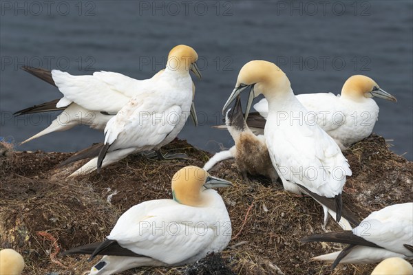 Breeding gannets (Morus bassanus) colony on the red sandstone cliffs of the offshore island of Heligoland, feeding a young bird, plumage, beak, cliff edge, nest, seabirds, North Sea, Pinneberg district, Heligoland, Schleswig-Holstein, Germany, Europe