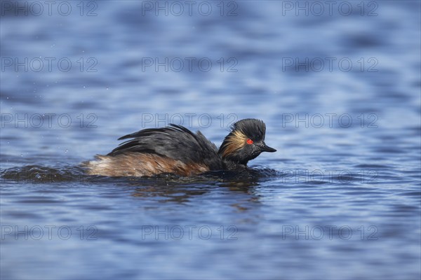Black necked grebe (Podiceps nigricollis) adult bird in breeding plumage on a lake, Yorkshire, England, United Kingdom, Europe