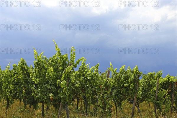 Symbolic image for longed-for rain: Approaching thunderstorm over the vines near Bad Dürkheim, Palatinate