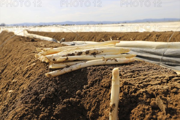 Agriculture asparagus harvest in a field near Mutterstadt, Rhineland-Palatinate