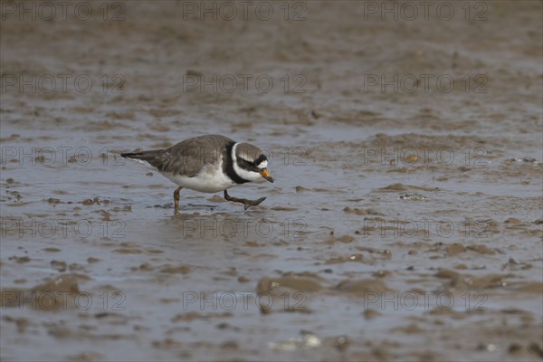 Ringed plover (Charadrius hiaticula) adult bird walking on a mudflat, Norfolk, England, United Kingdom, Europe