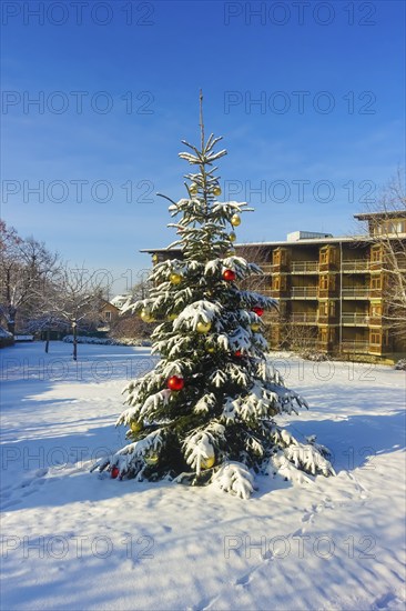 Christmas tree in the snow, Christmas tree, winter landscape, Christmas motif, Christmas, Christmas festival, Advent season, Christmas baubles, jewellery, Advent season, Christmas card motif, architecture, behind Behnisch building in Ringelbach, style-defining building from 1977, Reutlingen, Baden-Württemberg, Germany, Europe