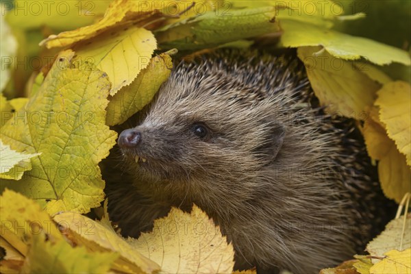 European hedgehog (Erinaceus europaeus) adult animal emerging from a pile of fallen autumn leaves in a garden, England, United Kingdom, Europe